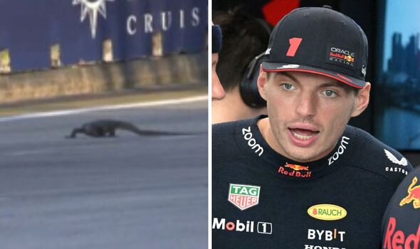 F1 practice disrupted by 'Godzilla' as Max Verstappen avoids running over animal
